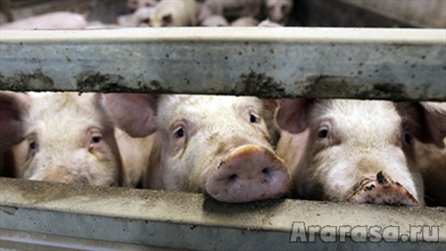 Беларусь из-за АЧС ограничила поставки свинины из Саратовской области России