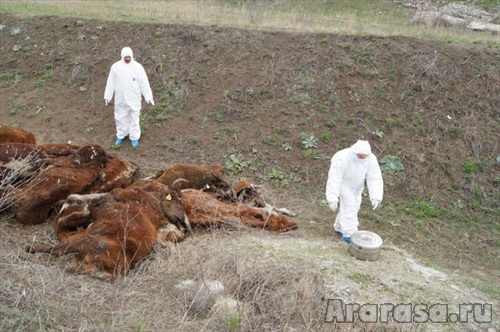 От неизвестной болезни гибнет скот